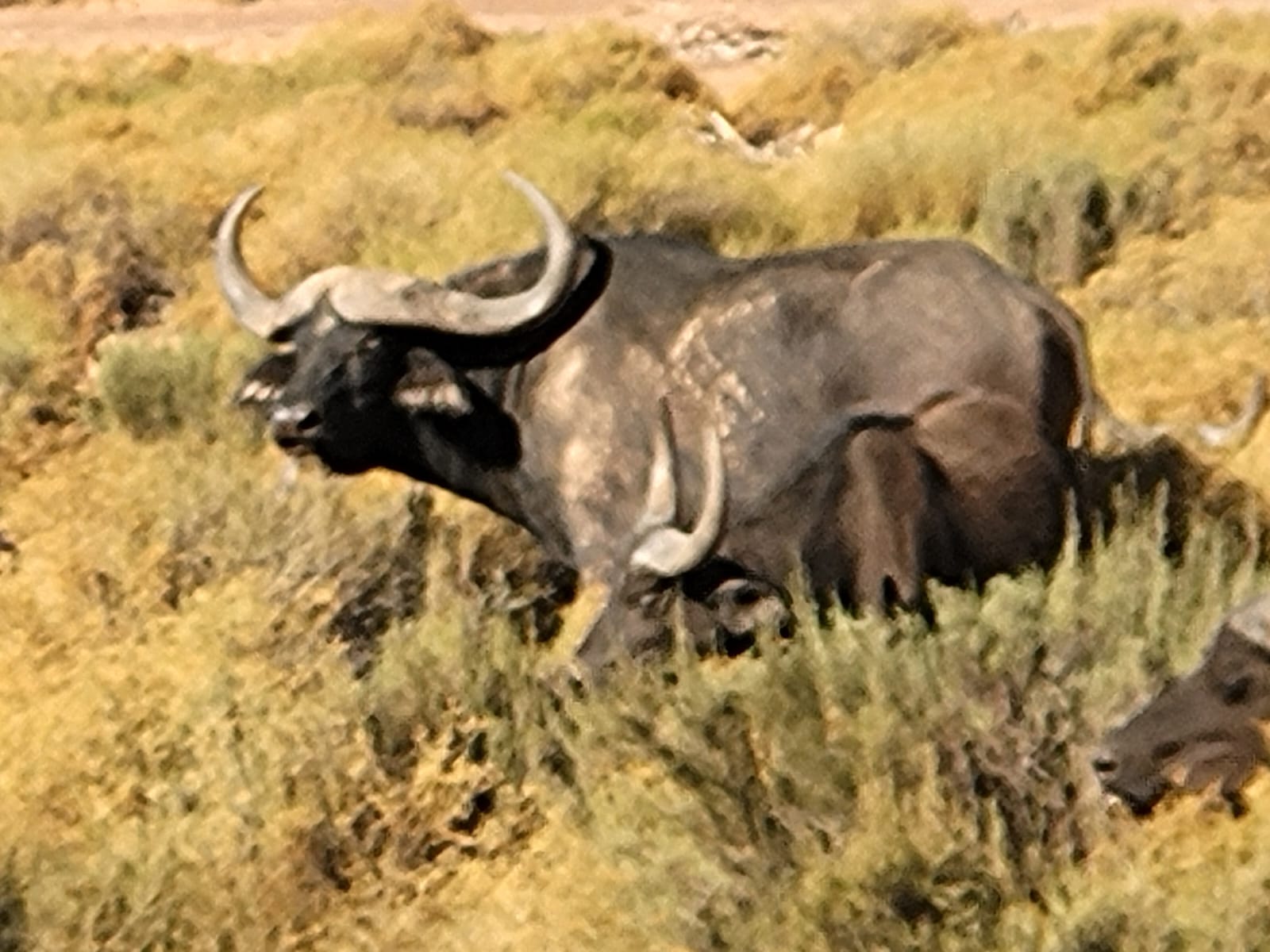 Aquila Game Reserve - Safari 60